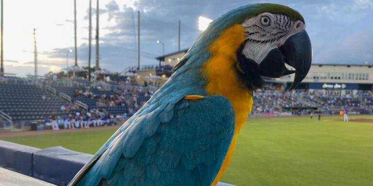 noticia-mlb-Un-loro-Conoce-el-nuevo-amuleto-de-este-equipo-de-