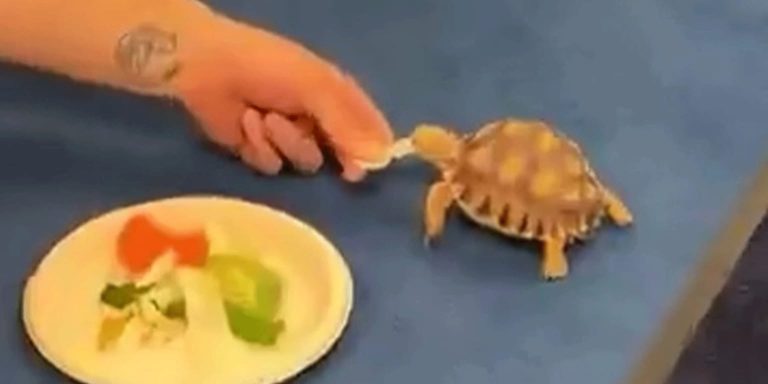 noticia-mlb-Una-tortuga-Mira-la-insolita-sorpresa-que-se-saco-